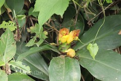 Costus pictus